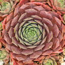 Sempervivum 'Viviana' (Outdoors) - August