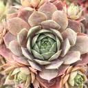 Sempervivum 'Viviana' - May