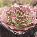 Sempervivum heuffelii 'Brandaris' - May