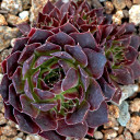 Sempervivum heuffelii 'Brandaris' (Outdoors) - May
