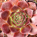 Sempervivum heuffelii 'Brandaris' - May