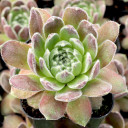 Sempervivum 'Sunkist' - May