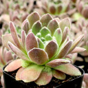 Sempervivum 'Sunkist' - May