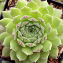 Sempervivum 'Artist' - July