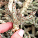 Tylecodon bucholzianus [cutting]