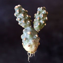 Tephrocactus molinensis [cutting]