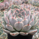 Echeveria 'Zaragoza Pink' - June