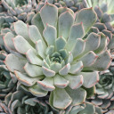 Echeveria 'Zaragoza Pink' - July