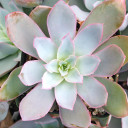 Echeveria cante