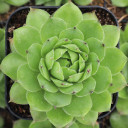 Sempervivum tectorum f/ Solden - June