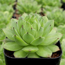 Sempervivum tectorum f/ Solden - June