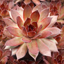 Chick Charms® Cherries Jubilee™ - June