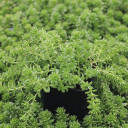 Sedum monregalense
