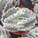Cotyledon orbiculata 'Undulata' - Silver Ruffles [large]