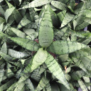 Sansevieria 'Silver Princess'