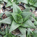 Gasteraloe 'Solana'