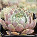 Sempervivum 'Pacific Lassie' - June