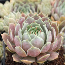 Sempervivum 'Pacific Lassie' - June