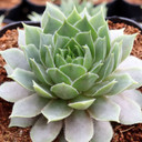 Sempervivum 'Pacific Lassie'