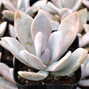 Echeveria 'Costa Brava' - June