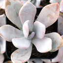 Echeveria 'Costa Brava' - June