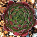 Sempervivum 'Spanish Dancer' (Outdoors) - May