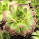 Sempervivum 'Spanish Dancer' - January