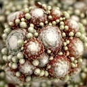 Sempervivum 'Petite Renee'