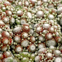 Sempervivum 'Petite Renee'