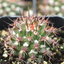 Mammillaria grusonii f. papasquiarensis