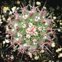 Mammillaria grusonii f. papasquiarensis