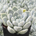 Echeveria elegans var. kesselringiana - July