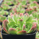 Sempervivum heuffelii 'Orange Tip' - July