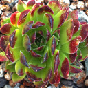 Sempervivum heuffelii 'Orange Tip' (Outdoors) - May