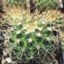 Mammillaria petterssonii [large]
