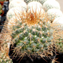 Mammillaria petterssonii [large]