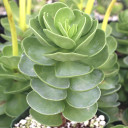 Portulaca molokiniensis [large]