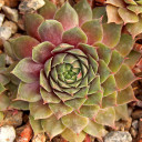 Sempervivum 'Booth's Red' (Outdoors) - August