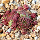 Sempervivum globiferum f/ Kokonose (Outdoors) - November