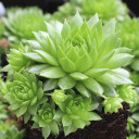 Sempervivum globiferum f/ Kokonose - August