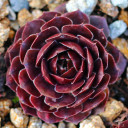 Sempervivum 'Sun Waves' (Outdoors) - January