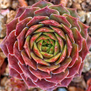 Sempervivum 'Sun Waves' (Outdoors) - November