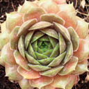 Sempervivum 'Sun Waves' - June
