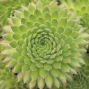 Sempervivum ciliosum ssp. octopodes - August