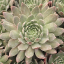 Sempervivum 'Greyfriars' - August