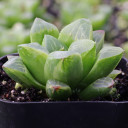 Haworthia mutica f. variegata