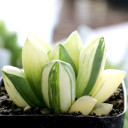Haworthia mutica f. variegata - July