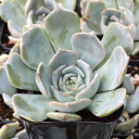 Echeveria 'Clarina' - August