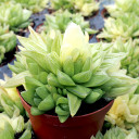 Haworthia cymbiformis f. variegata