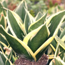 Sansevieria trifasciata 'Jade Dwarf Marginated'